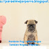 ➫ The BEST Hembras Pug Carlino Beiges Tambien Negros, Papeles Vacunas - ☞ 2020
