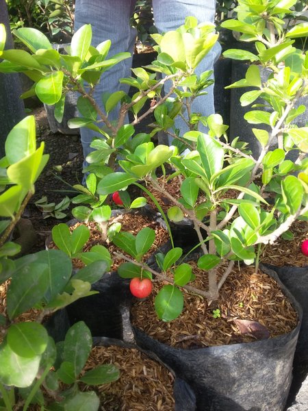 bibit pohon barbados cherry super unggul Sumatra Selatan