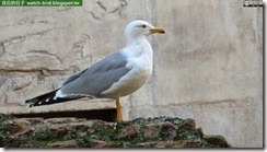 20141108_143826_248_roma