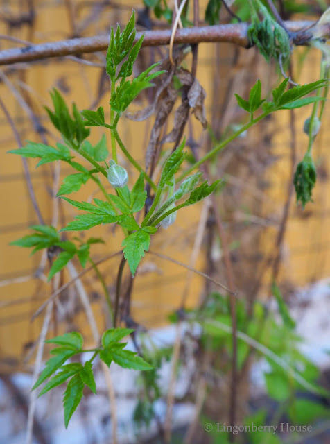 lingonberryhouse, kevät, spring, silmut, new beginnings, puutarha, garden, flower, kukka