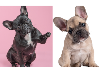 French Bulldog - These adorable dogs are known for their laid-back personalities and love for snuggling. They are also low-energy, which means they don't require a lot of exercise.