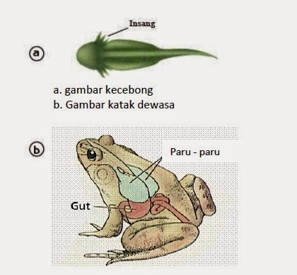 katak bernafas dengan insang paru paru dan kulit