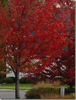fall 09 015