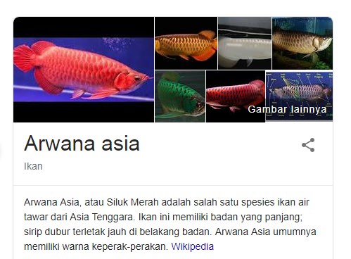 5 Fakta Menarik Ikan Arwana Yang Mungkin Belum Kamu Ketahui 