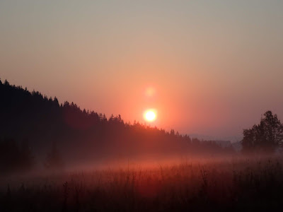 grzyby 2018, grzyby we wrześniu, borowiki szlachetne, borowiki ceglastopore, muchomory czerwone