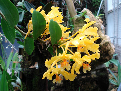 Dendrobium lowii care and culture