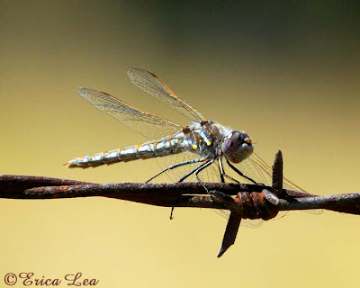 Variegated Meadowhawk Dragonfly