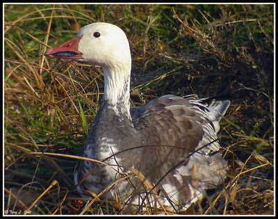 Book Report/The Snow Goose