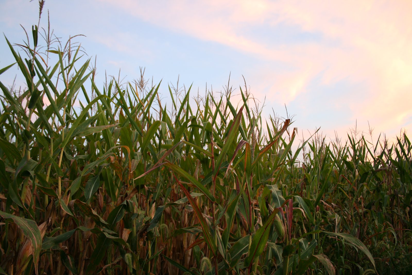 Field of Dreams