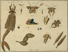 18th century insect illustrations