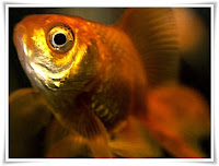 Goldfish Animal Pictures