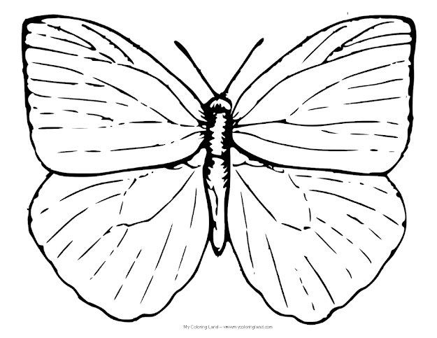 Butterfly Coloring Pages