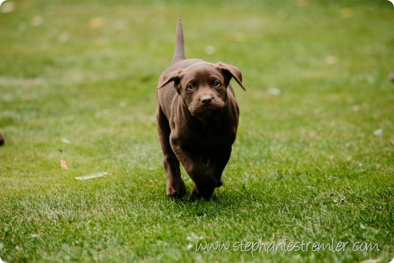 Lynden-Pet-Photographer-Chocolate-Lab-Puppies-106