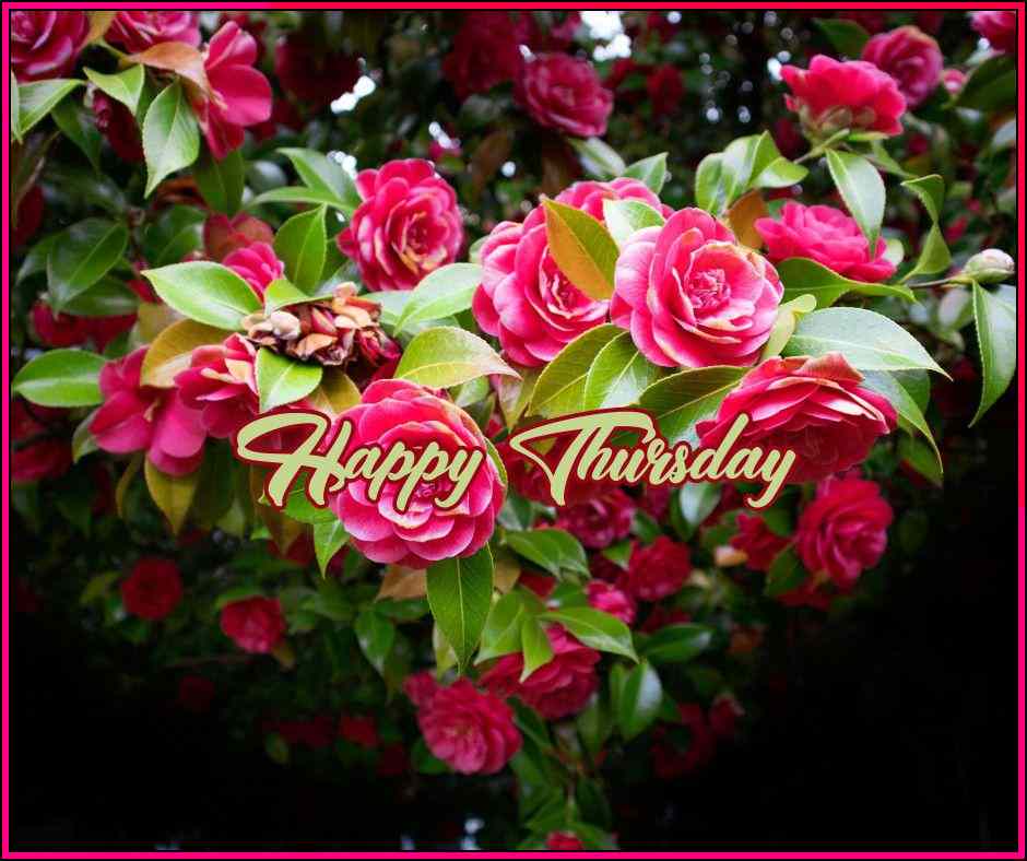 happy good morning thursday
