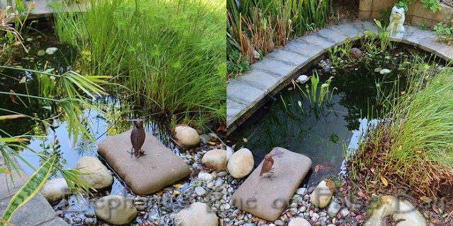 Ungardening Pond before and after