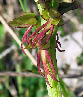 Orchis homme-pendu (Orchis anthropophora)