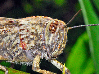 Close up of the head of an Egyptian grasshopper showing the striped eye