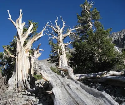 Balfourianae-(Bristlecone pine)