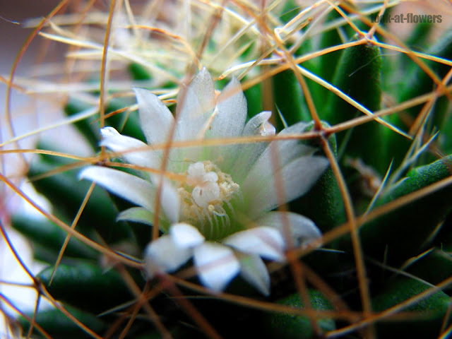 prickly cactus flowered