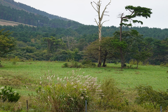 鳥取県西伯郡伯耆町小林　鳥取県道284号大山寺岸本線沿いの風景