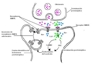 LTP en el hipocampo