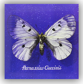 Parnassius, Guccini