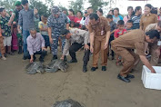 Bupati Nias Lepas Liar Penyu Perdana di Pantai Tagaule