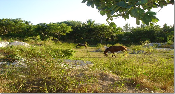 dunmore town,,spanish wells bahamas 049