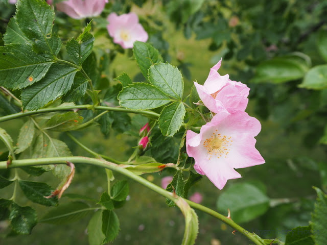 lingonberryhouse, leisure home, kesämökki, summer, kesä, rose, ruusu