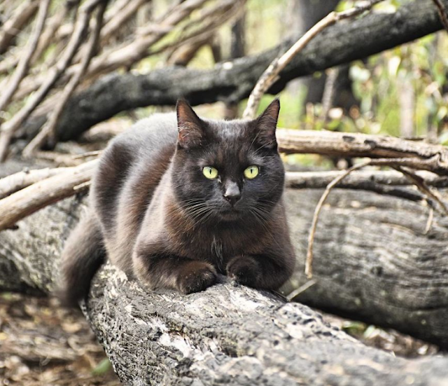  Guy equal Job and Sells Everything He Owns simply to Travel along with his Cat   