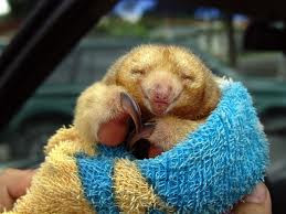 Silky Anteater