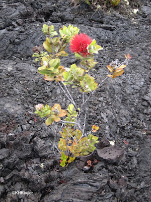 ohi'a lehua, Metrosideros polymorpha, growing on new lava