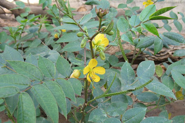 Vọng Giang Nam - Cassia occidentalis - Nguyên liệu làm thuốc Nhuận Tràng và tẩy