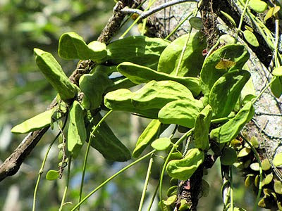 Ant House Plant (Dischidia major)