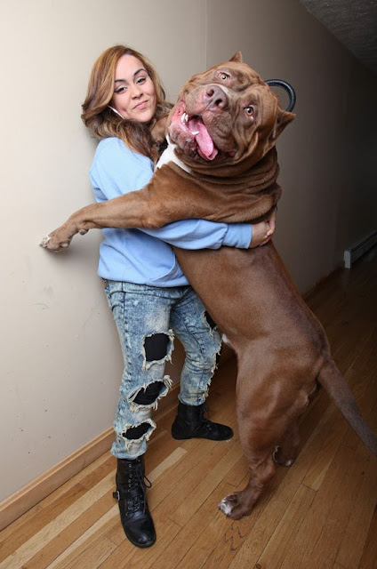 - The ancestral personality of the Pitbull breed is inherently very aggressive, but through many generations of nurturing and training, we live in a peaceful environment so that we become gentle and close to everyone.