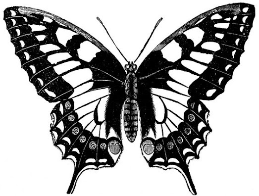 monarch-butterfly-tattoo-design