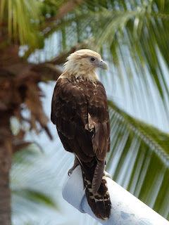 Caracara à tête jaune - Milvago chimachima