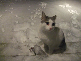 cat caught a pigeon, pigeon wing, winter