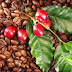 Classification and Grading of Green Coffee Beans in Asia