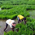India Monsoon 2025: 106% Rainfall Forecast in July