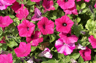 Petunia Supertunia Vista Fuchsia