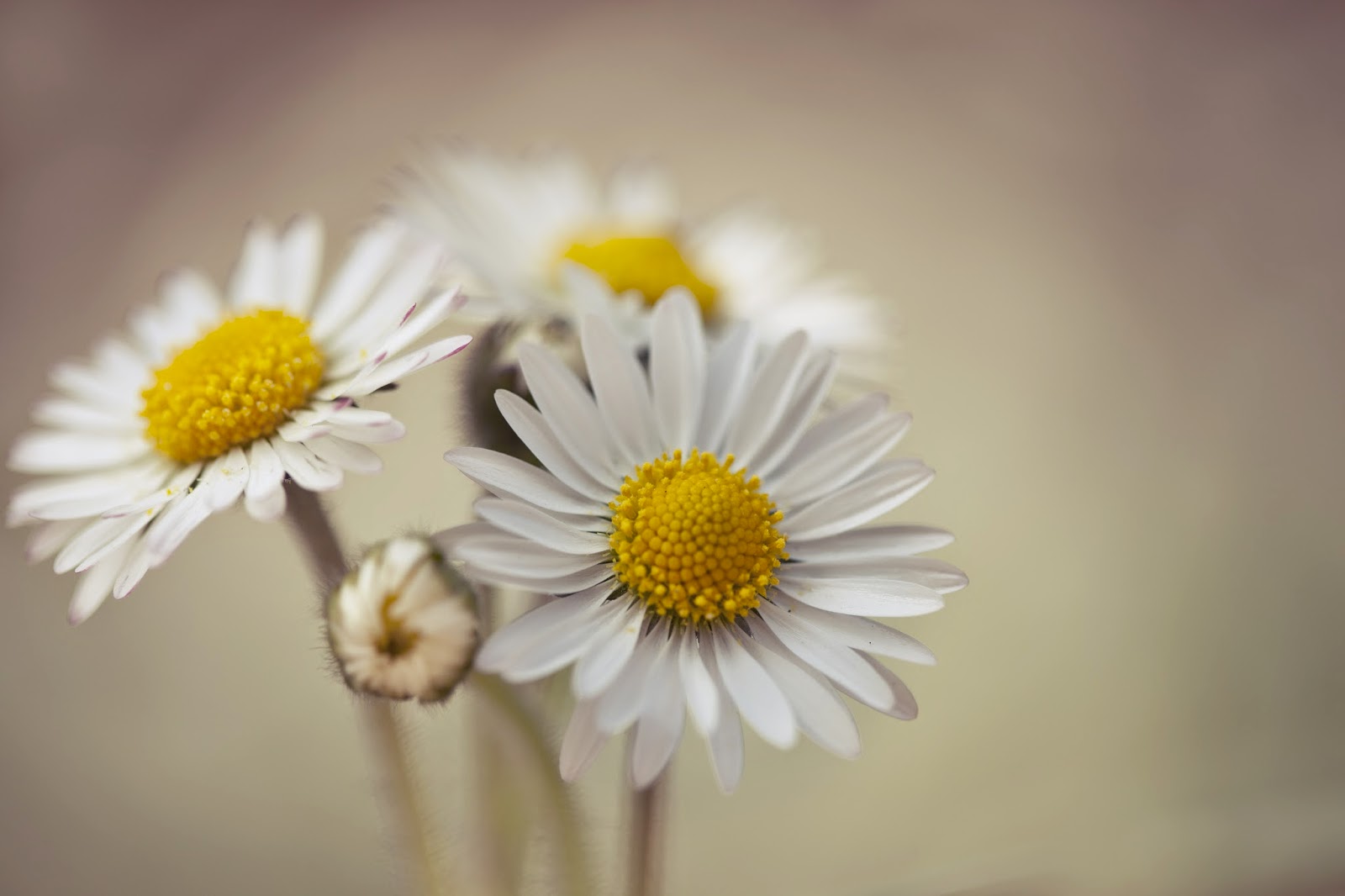 Daisy Flower Wallpaper