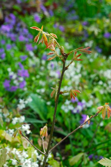 The young seedling shoots of the oak added delicate tinges of copper throughout the sea of purple and white.