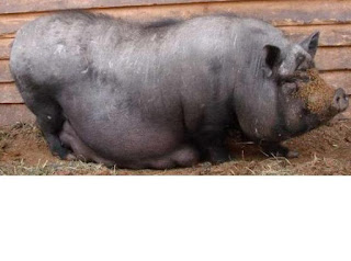 Вьетнамская травоядная порода свиней