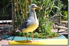 Sea World Sea Gull