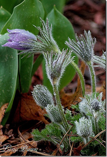 PasqueFlower_PulsatillaVulgaris
