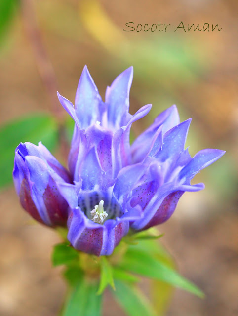 Gentiana scabra