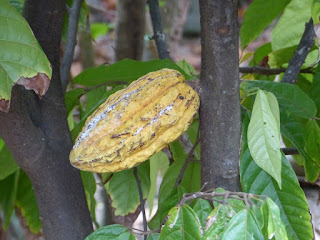 Cacaoyer - Cacaotier - Theobroma cacao