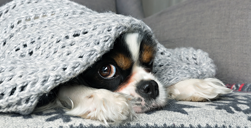  Mon chien a peur de l’orage et des pétards… Aidez-le avec Zylkène