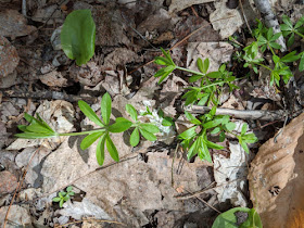 fragrant bedstraw